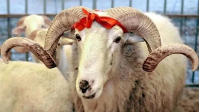 İletişim Başkanı Fahrettin Altun, bayram tatilinde kamu çalışanlarının izinlerine ilişkin