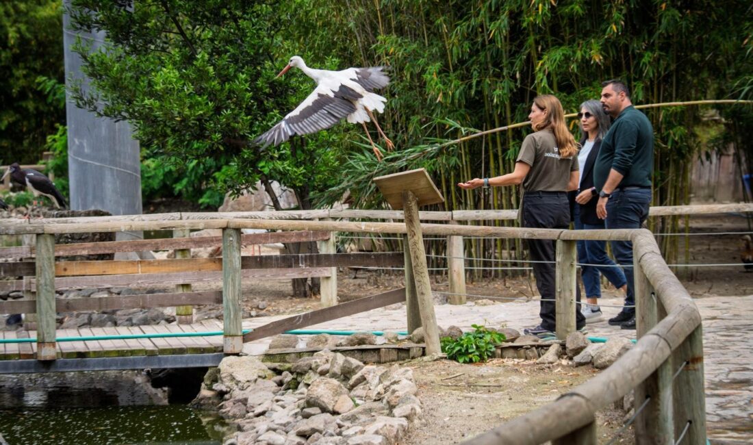 İzmir Doğal Yaşam Parkı’nda tatlı heyecan: 70 yavru dünyaya geldi İzmir Büyükşehir Belediyesi Doğal Yaşam Parkı’nda zebra, lemur, ceylan, yaban