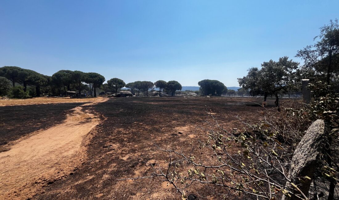 İzmir'in Bergama ilçesinde anız yakılması sonucu çıktığı tahmin edilen orman