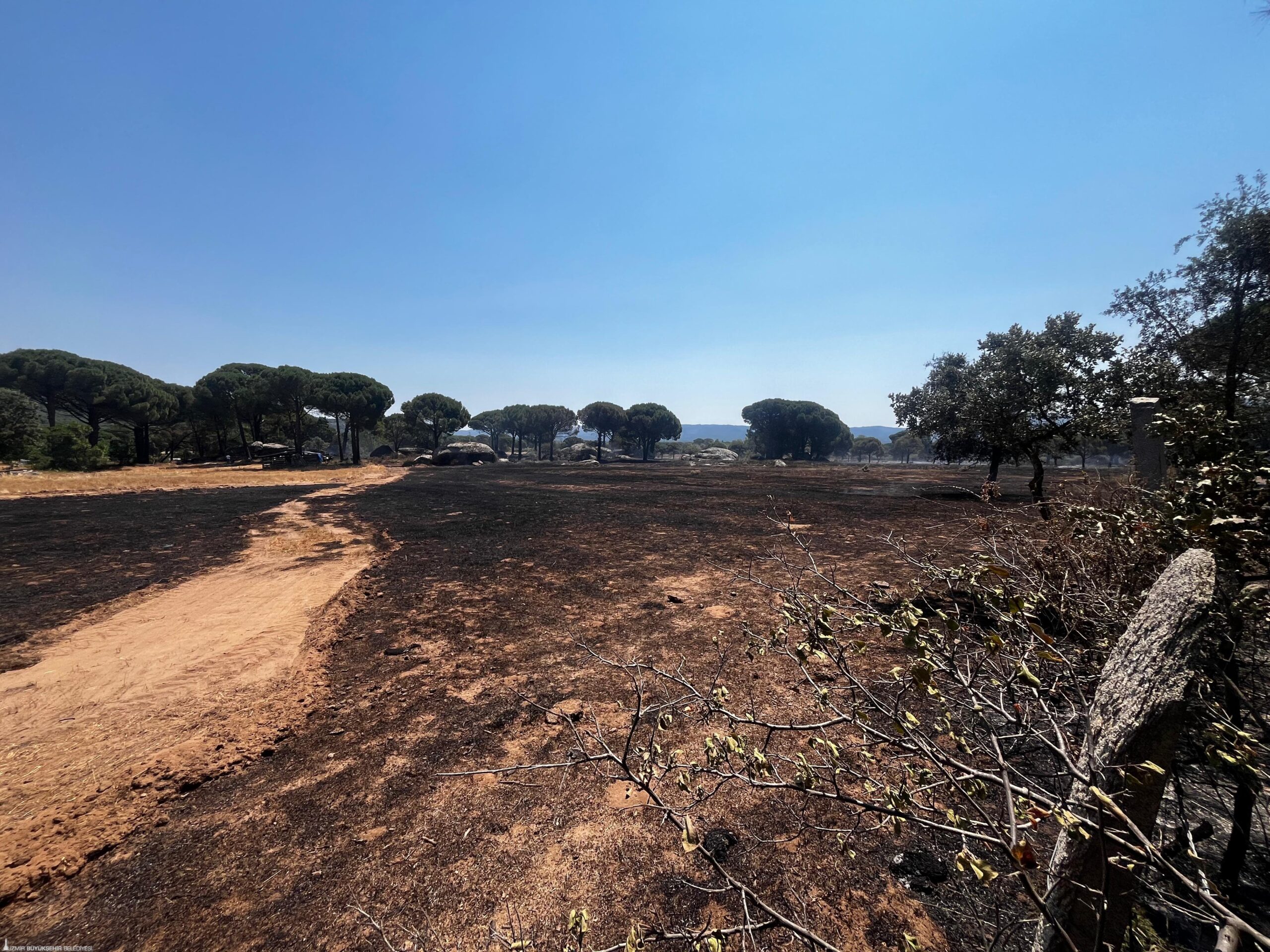 İzmir'in Bergama ilçesinde anız yakılması sonucu çıktığı tahmin edilen orman