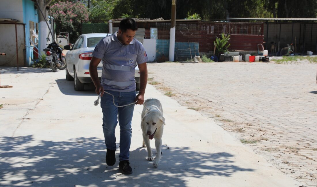 Efes Selçuk Belediyesi Hayvan Barınağı, sahipsiz dostlar için kalıcı bir