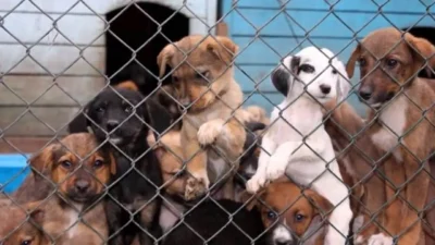 İzmir Barosu, son günlerde art arda yaşanan hayvana yönelik şiddet