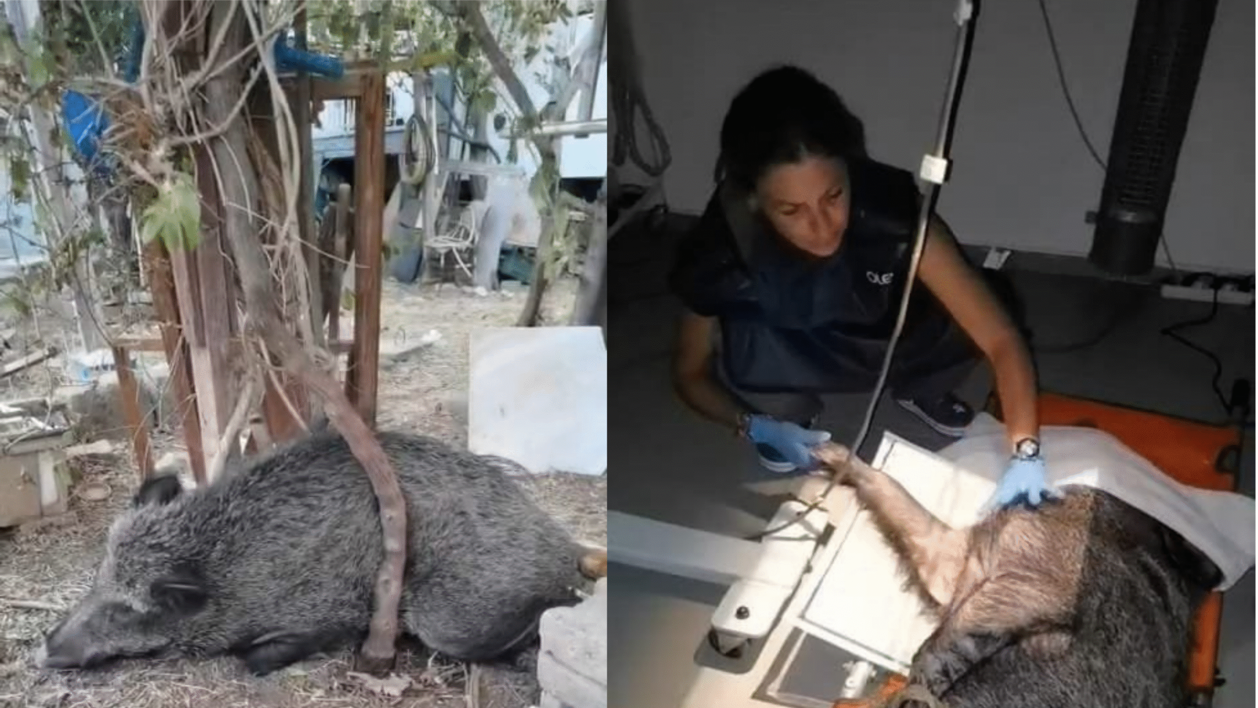 İzmir Büyükşehir Belediyesi ekipleri, ateşli silahla yaralandığı belirlenen bir domuzu,