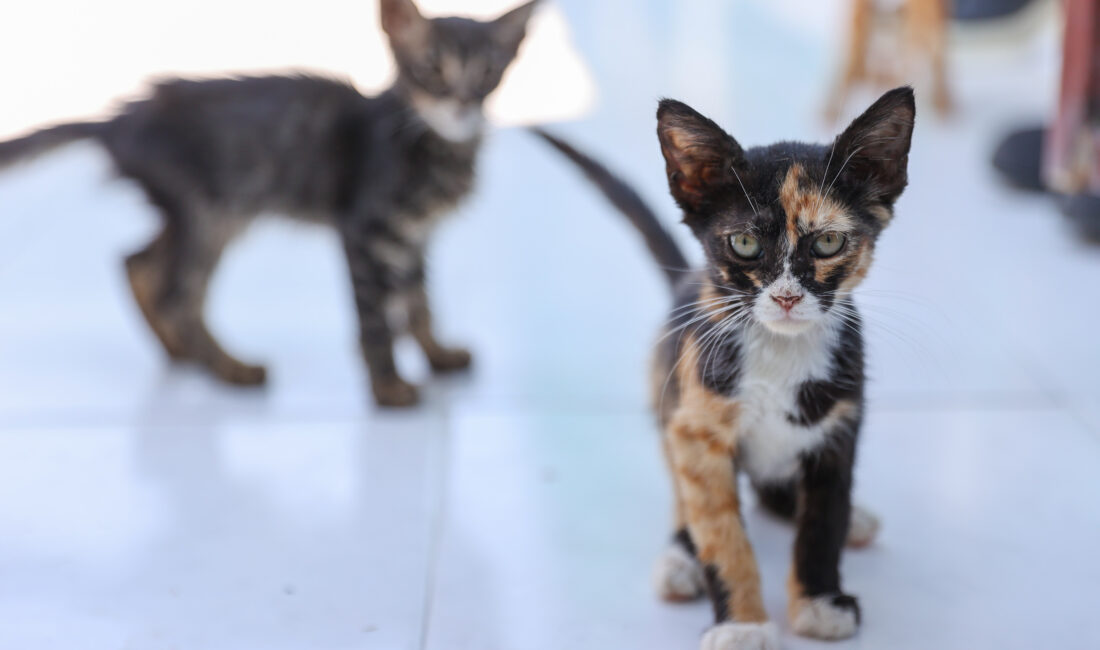 Buca Belediyesi, yılbaşından bu yana 212 sahipsiz kedi ve köpeğin