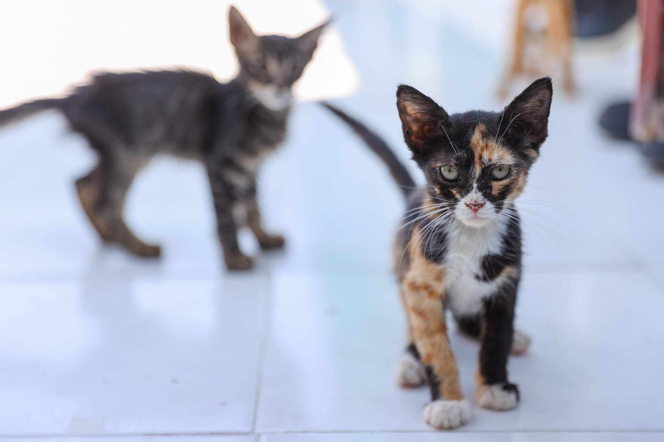 Buca Belediyesi, yılbaşından bu yana 212 sahipsiz kedi ve köpeğin