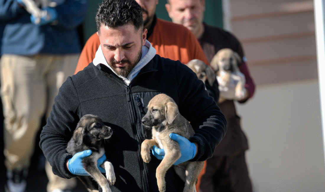 Menemen’deki yangında hayatta kalan 10 köpek ve 7 kedi İzmir