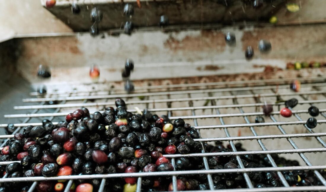 Seferihisar Belediyesi Beyler Zeytinyağı Fabrikası yeni sezonda günlük 20 ton