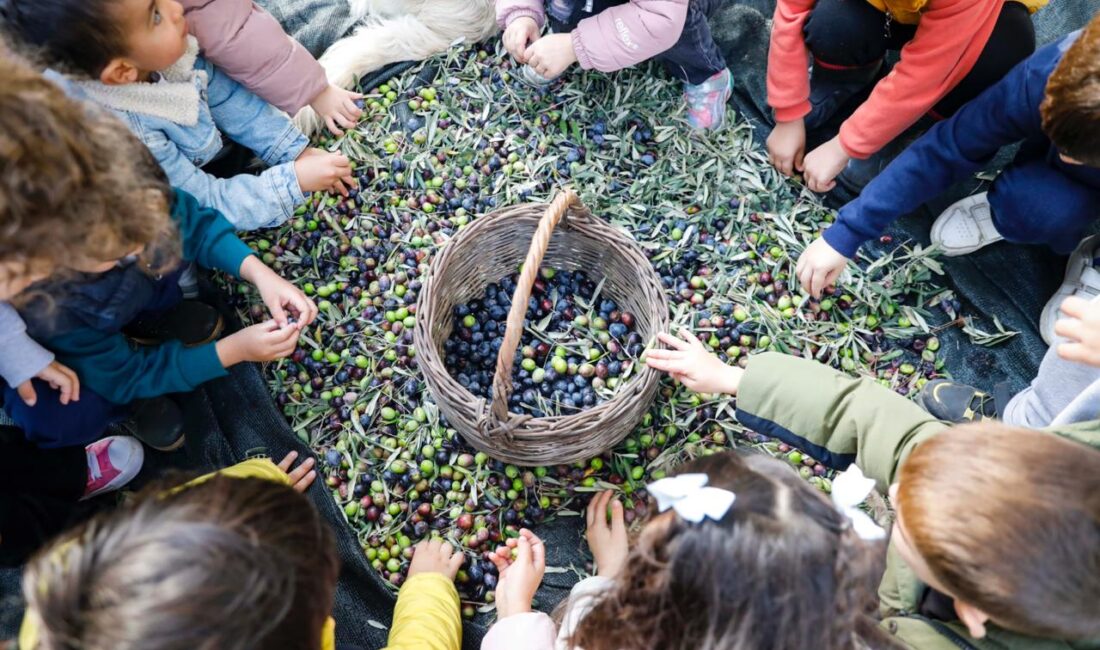Seferihisar Belediyesi Masal Evi öğrencileri, belediyeye ait zeytinliklerde düzenlenen etkinlikte
