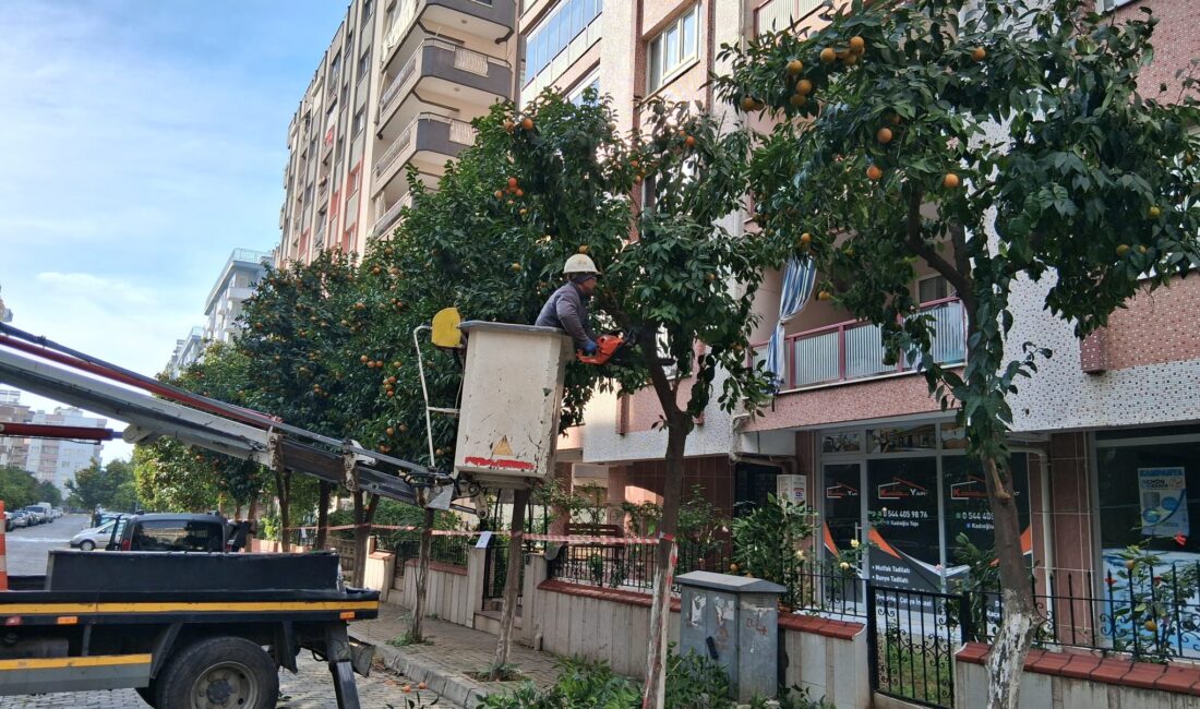 Efeler’de budama çalışmaları hız kazandı: Kent güvenliği ve yeşil alan kalitesi artırılıyor Efeler Belediyesi Park ve Bahçeler Müdürlüğü, Yedi Eylül Mahallesi'nde gerçekleştirdiği