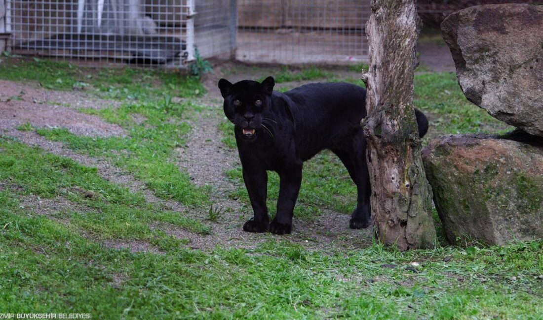 Darıca’dan İzmir’e getirilen 18 yaşındaki dişi jaguar Juliet, ileri yaşına
