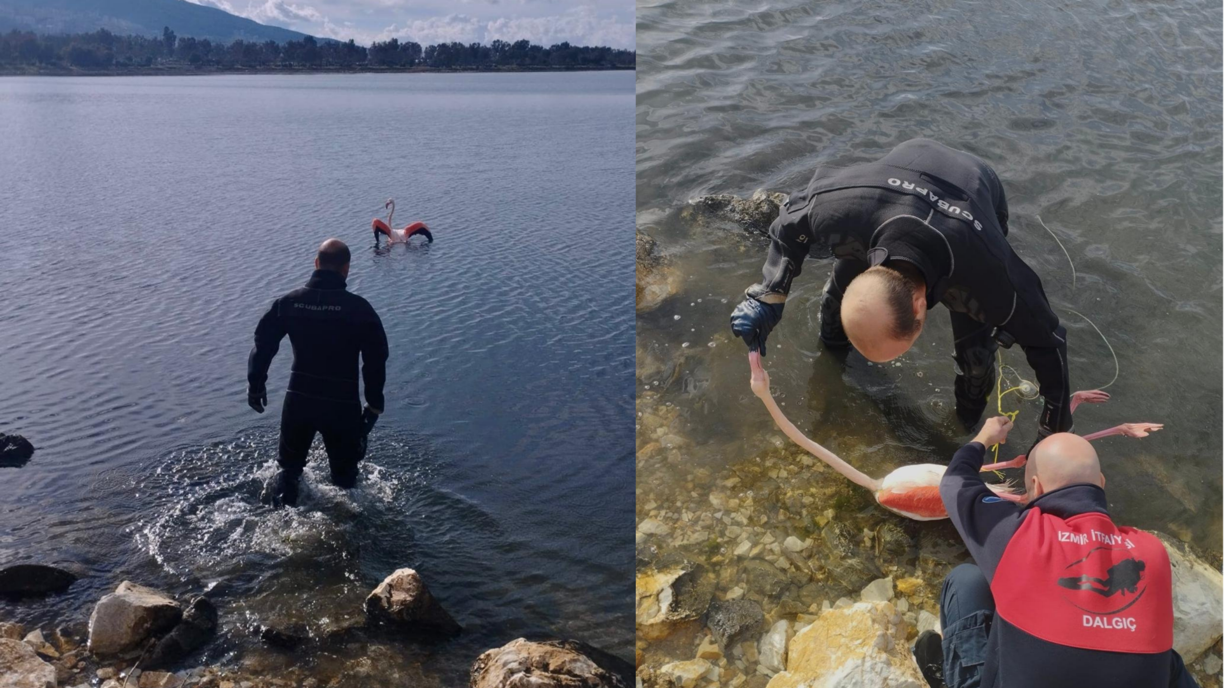 İnciraltı Kent Ormanı’nda vücuduna ip dolanan flamingo, İzmir İtfaiyesi dalgıçlarının