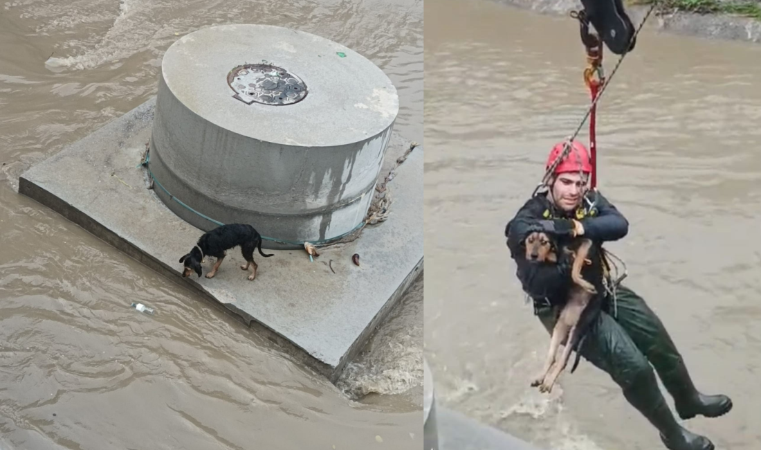 Karabağlar Aşık Veysel Mahallesi’nde dere yatağına düşerek mahsur kalan bir