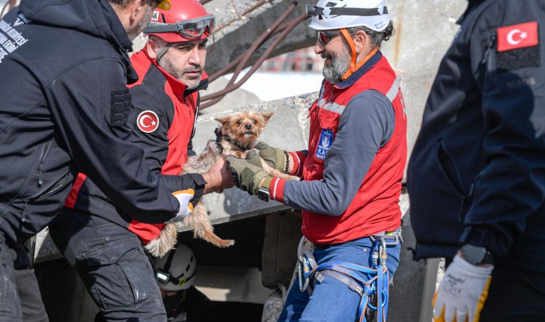 İzmir Büyükşehir Belediyesi, afetlerde hayvanların güvenli şekilde kurtarılabilmesi için ilçe