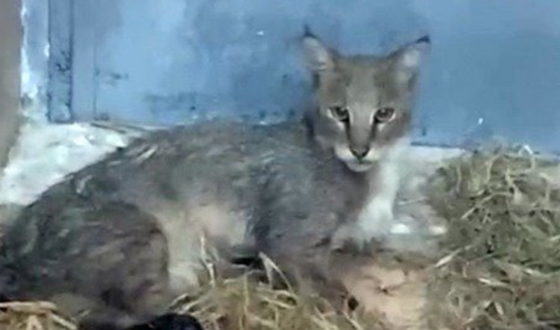 Aydın’da yaralı bulunan saz kedisi, İzmir Doğal Yaşam Parkı’ndaki tedavisinin