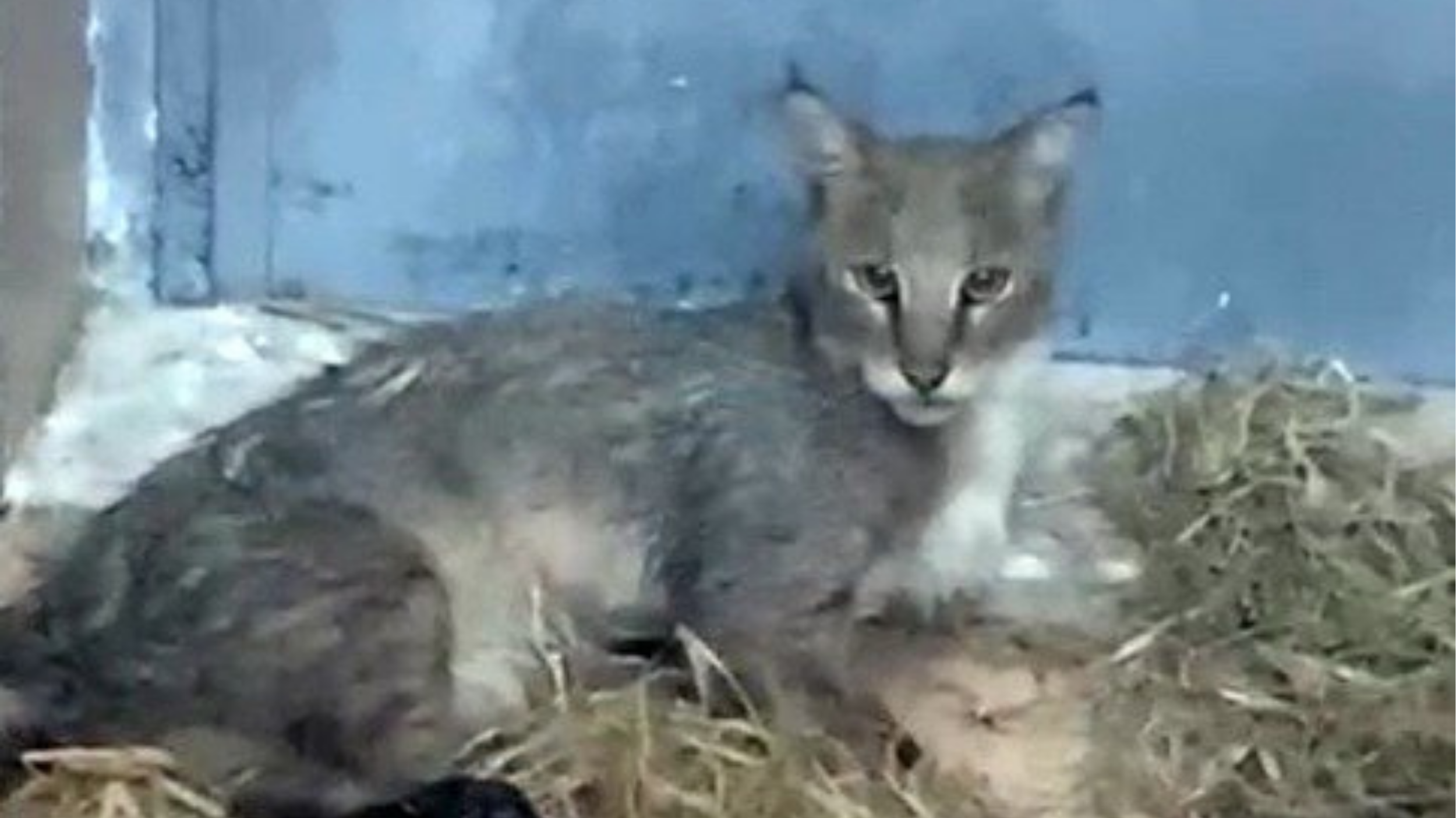Aydın’da yaralı bulunan saz kedisi, İzmir Doğal Yaşam Parkı’ndaki tedavisinin