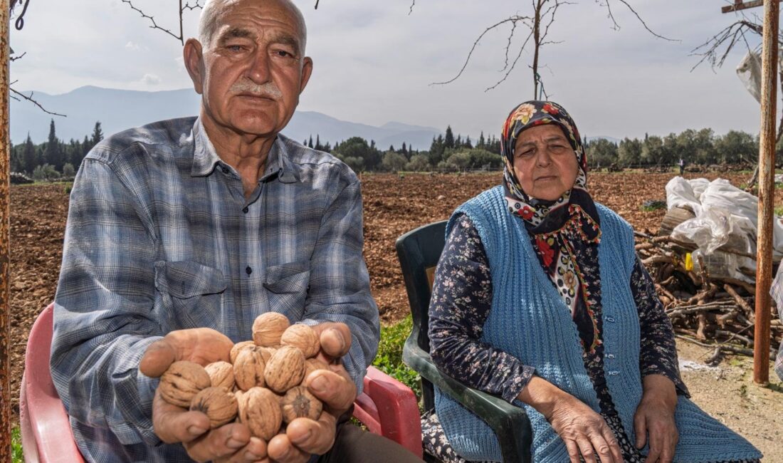 Kemalpaşa’da ceviz ağaçları kesilen 70 yaşındaki çiftçi Ahmet Kemal Kahya’nın