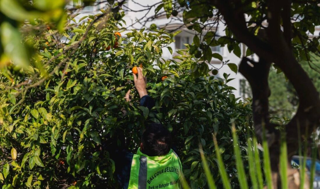 Balçova Belediyesi, park ve bahçelerdeki zeytin ve turunçları toplayarak üretime