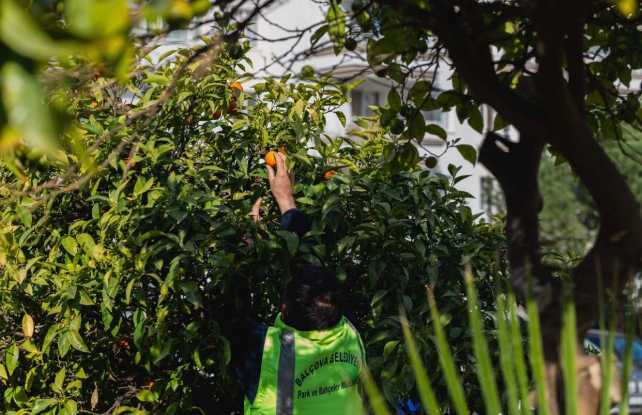 Balçova Belediyesi, park ve bahçelerdeki zeytin ve turunçları toplayarak üretime