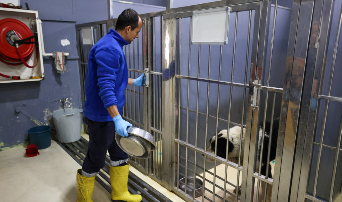 Buca Belediyesi Sokak Hayvanları Rehabilitasyon Merkezi’nde, can dostlar her gün