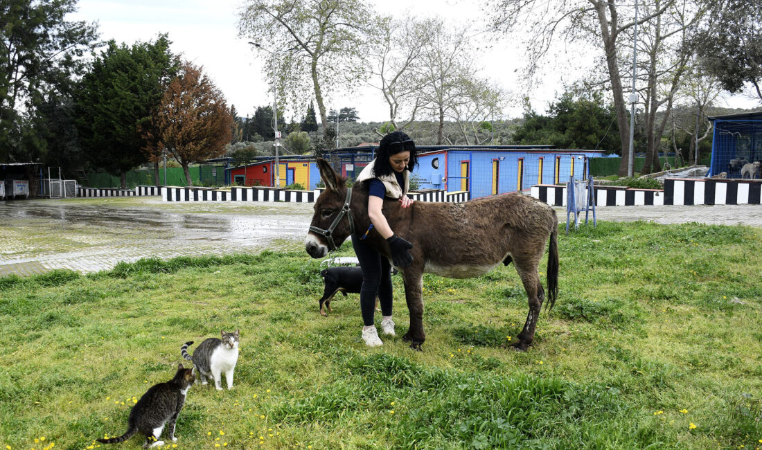 Söke’de çamura saplanan eşek, vatandaşların çabasıyla kurtarıldı; Kuşadası’ndaki bakım merkezinde