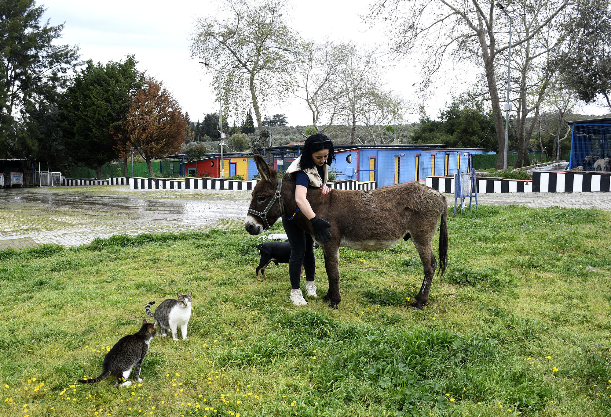 Söke’de çamura saplanan eşek, vatandaşların çabasıyla kurtarıldı; Kuşadası’ndaki bakım merkezinde