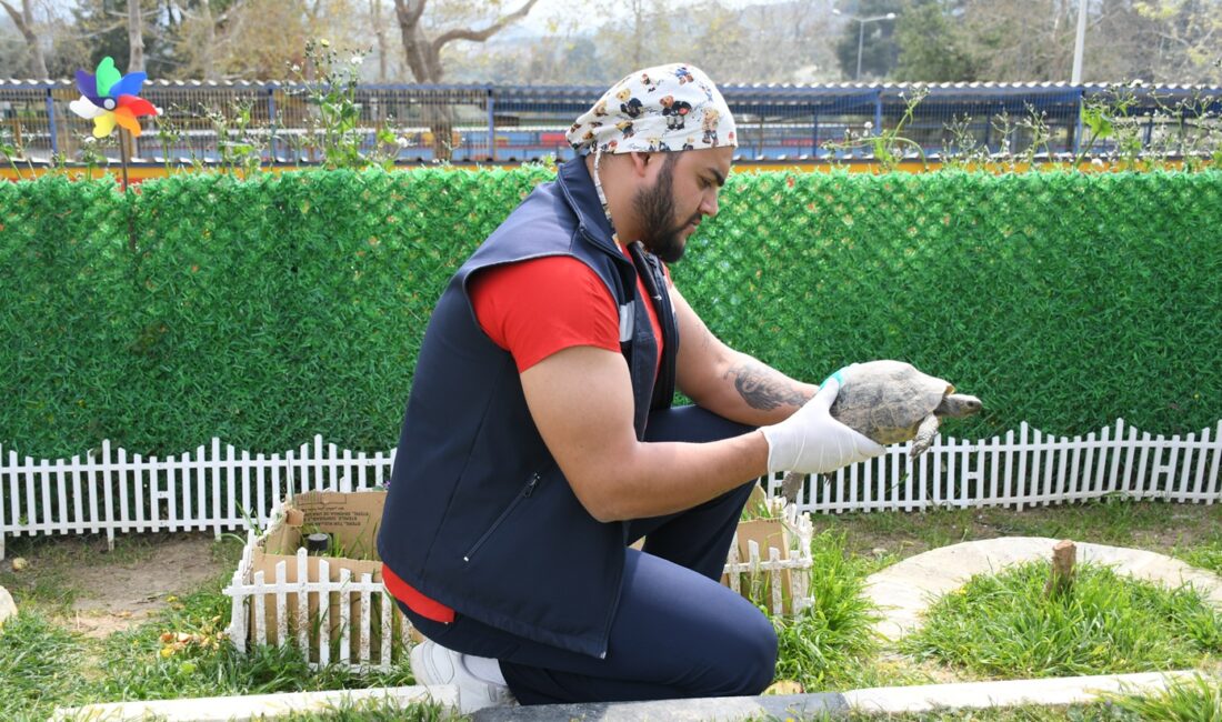 Kuşadası Evcil Hayvan Bakım ve Rehabilitasyon Merkezi, tedavileri tamamlanan 3