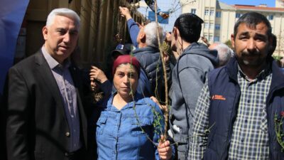 Bergama Belediyesi, kırsal kalkınma çalışmaları kapsamında 130 yabani ahlat ağacını