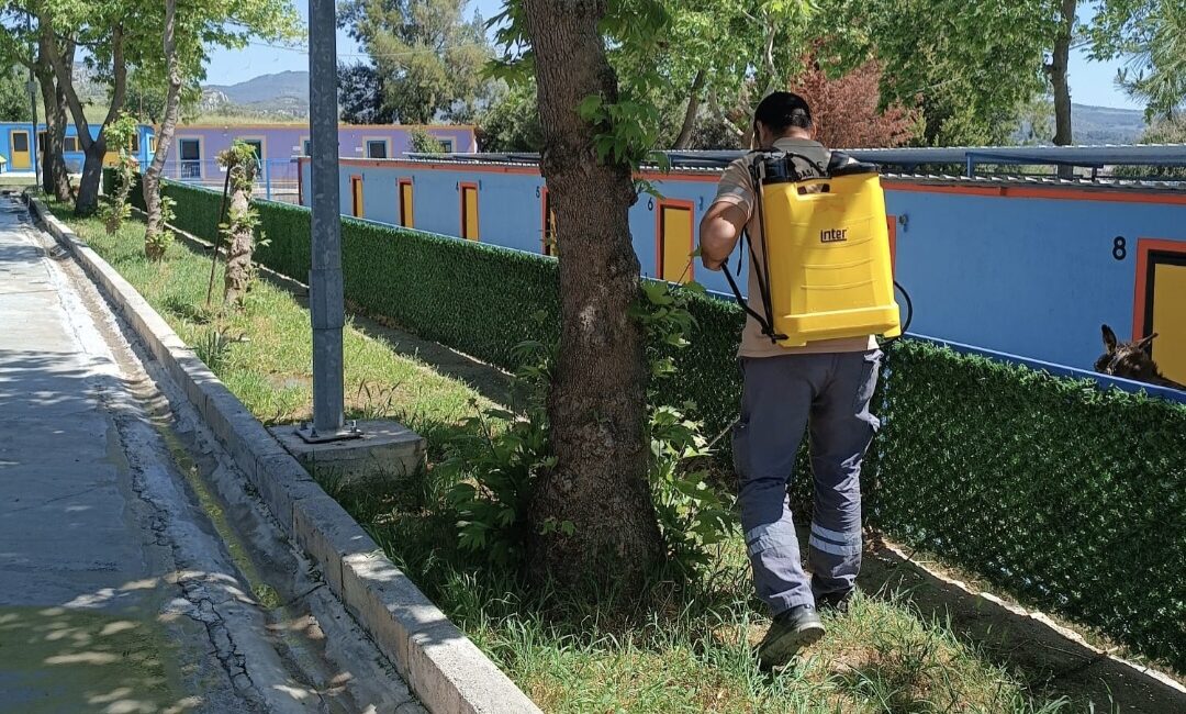 Kuşadası’nda yaz sıcaklarıyla artan kene riskine karşı sokak hayvanlarının korunması