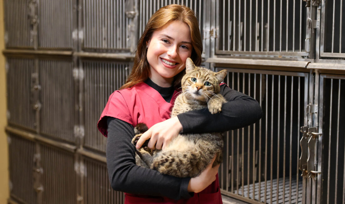 Buca’da son iki yılda 599 sokak hayvanı sıcacık bir yuvaya