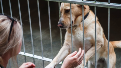 4 Nisan Dünya Sokak Hayvanları Günü dolayısıyla bir açıklama yapan