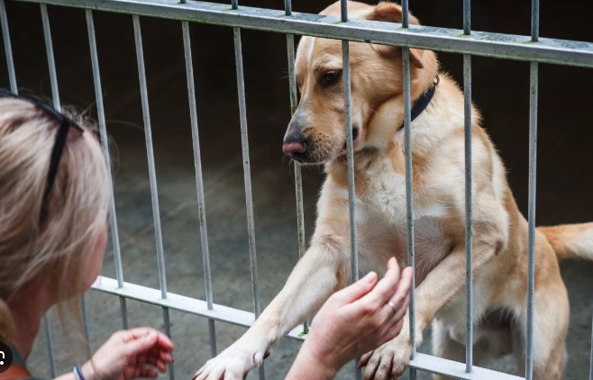 4 Nisan Dünya Sokak Hayvanları Günü dolayısıyla bir açıklama yapan