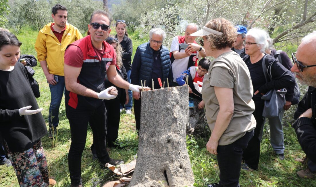 Seferihisar’da düzenlenen zeytin budama ve aşılama atölyesinde üreticiler, sahada uygulamalı