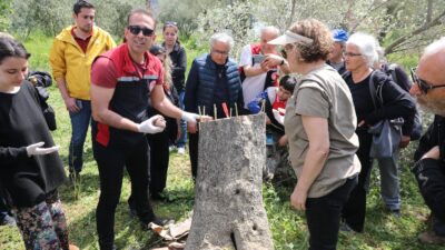 Seferihisar’da düzenlenen zeytin budama ve aşılama atölyesinde üreticiler, sahada uygulamalı