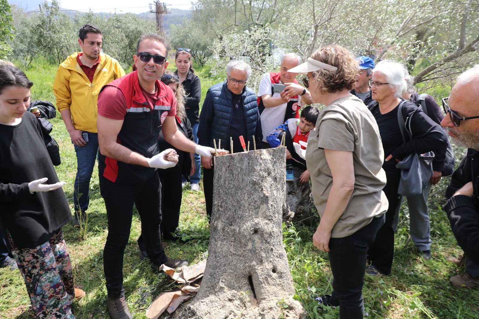 Seferihisar’da düzenlenen zeytin budama ve aşılama atölyesinde üreticiler, sahada uygulamalı