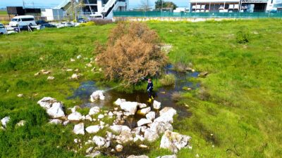 Torbalı Belediyesi ve İzmir Büyükşehir Belediyesi iş birliğiyle sivrisinek ve