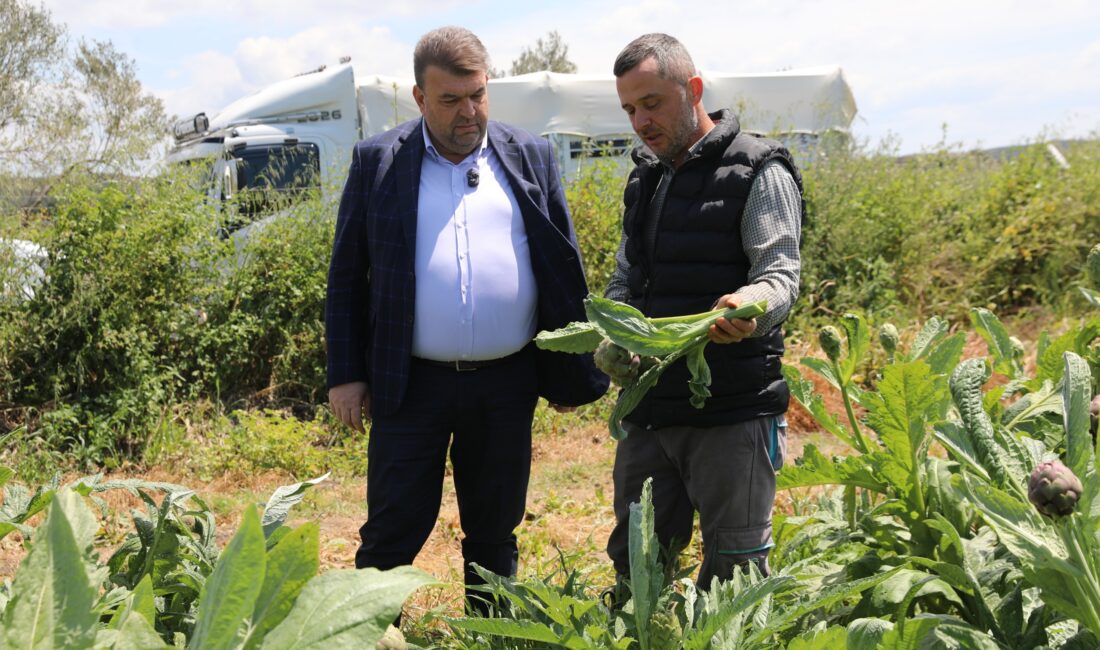 Seferihisar Belediye Başkanı İsmail Yetişkin, Düzce Köyü’nde başlayan enginar hasadına