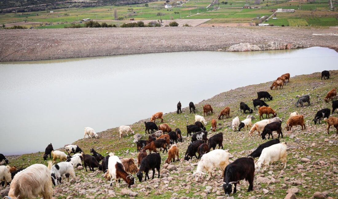 İzmir’de yaban hayatına can, yangınlara nefes: Hedef 100 göleti tamamlamak İzmir Büyükşehir Belediyesi, kuraklığın kırsaldaki etkisine karşı düğmeye bastı. 80