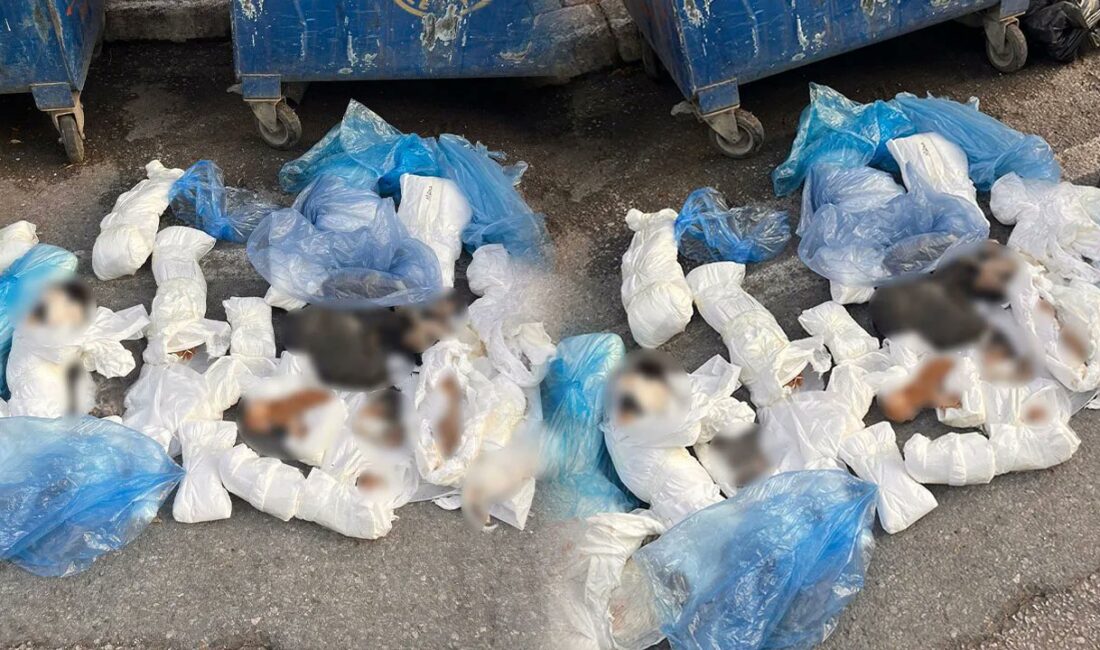 Buca’da çöp konteynerleri önünde bulunan 33 ölü kediyle ilgili gözaltına