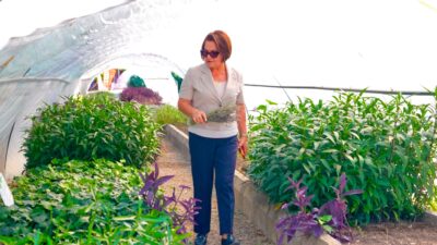 Didim Belediyesi, Akköy Tıbbi Aromatik Bitkiler ve Süs Bitkileri Fidanlığı'nda