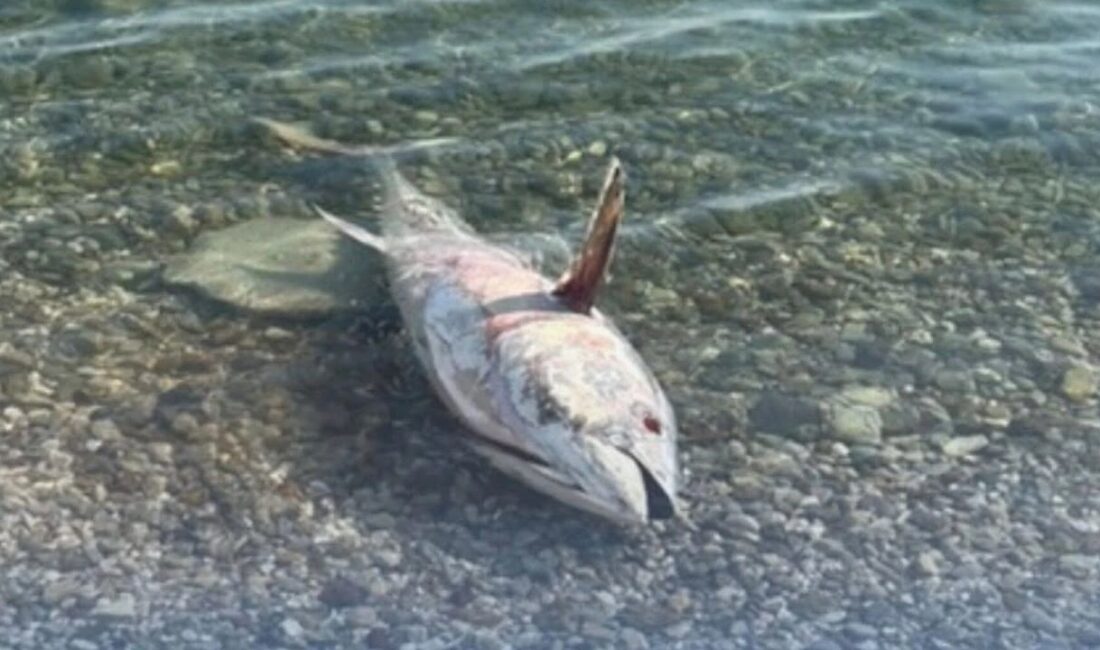 Çeşme ve Karaburun’da alarm: Orkinos ölümleri yeniden başladı! Çeşme ve Karaburun kıyılarında geçen yıl yaklaşık 1500 orkinosun ölümünün