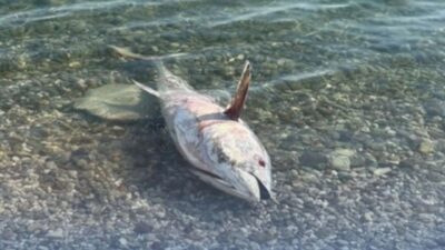 Çeşme ve Karaburun kıyılarında geçen yıl yaklaşık 1500 orkinosun ölümünün