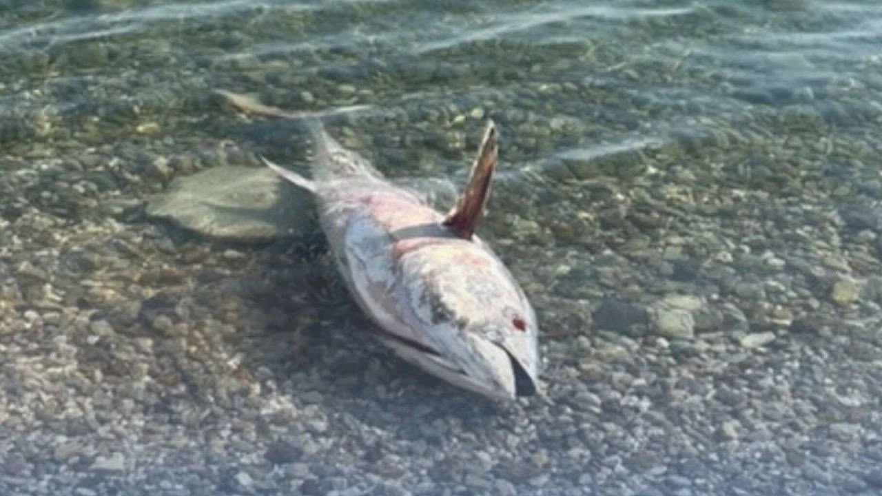 Çeşme ve Karaburun kıyılarında geçen yıl yaklaşık 1500 orkinosun ölümünün