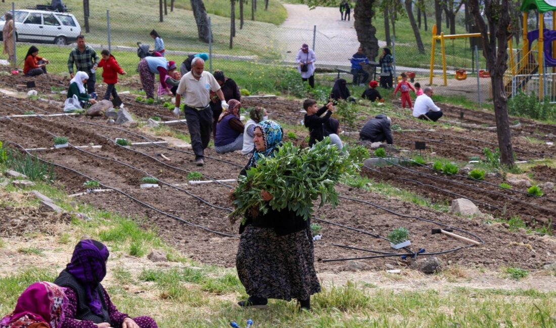 Toprakta hayat, sofrada bereket: Mahalle Bostanları’nda yaz hasadı İzmir Büyükşehir Belediyesi’nin kent içinde tarımı teşvik eden ve kadın