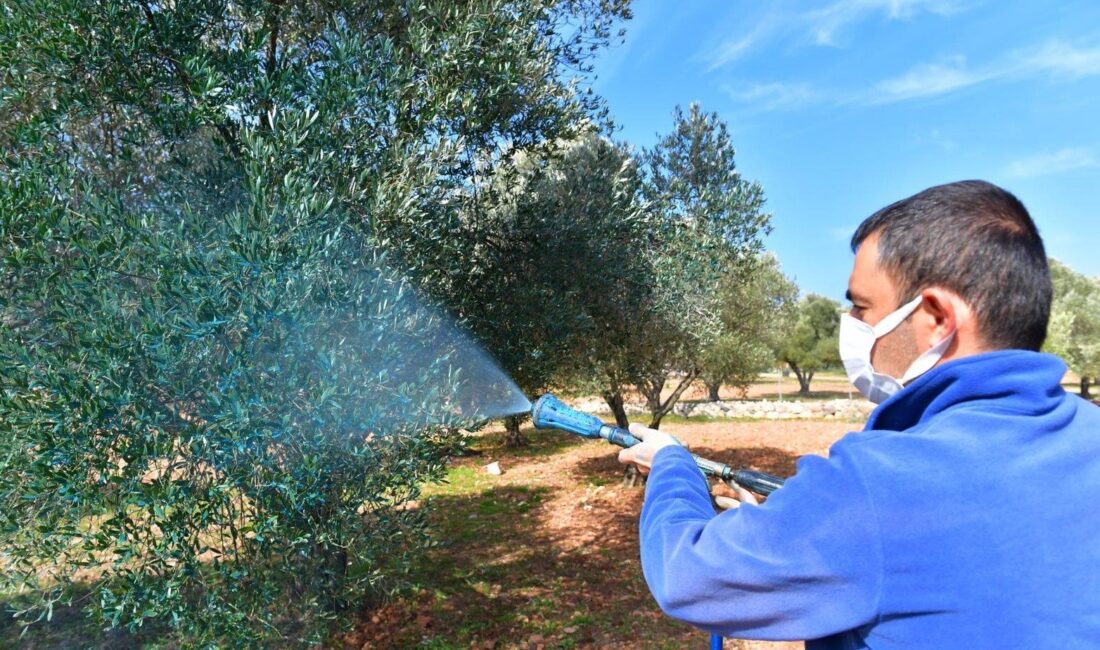 Büyükşehir’den çiftçiye sonbahar destekleri İzmir Büyükşehir Belediyesi, tarımda verimliliği artırmak ve çiftçinin emeğini korumak