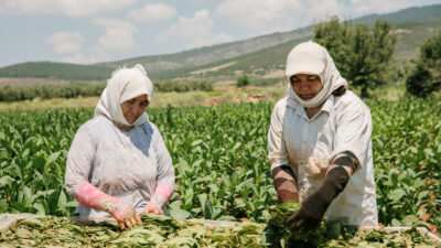 Türkiye’nin üretim ve ihracatında dünya lideri olduğu oryantal tütün, Dortmund’da