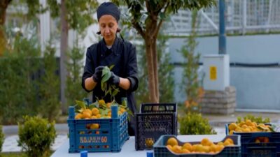 Dalında kalan turunçları reçele, meyve suyuna ve çocuklar için kurabiyeye