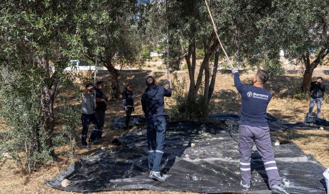 Bornova’nın parklarından dayanışma fışkırdı Bornova Belediyesi, ilçenin park ve rekreasyon alanlarında bulunan yüzlerce zeytin