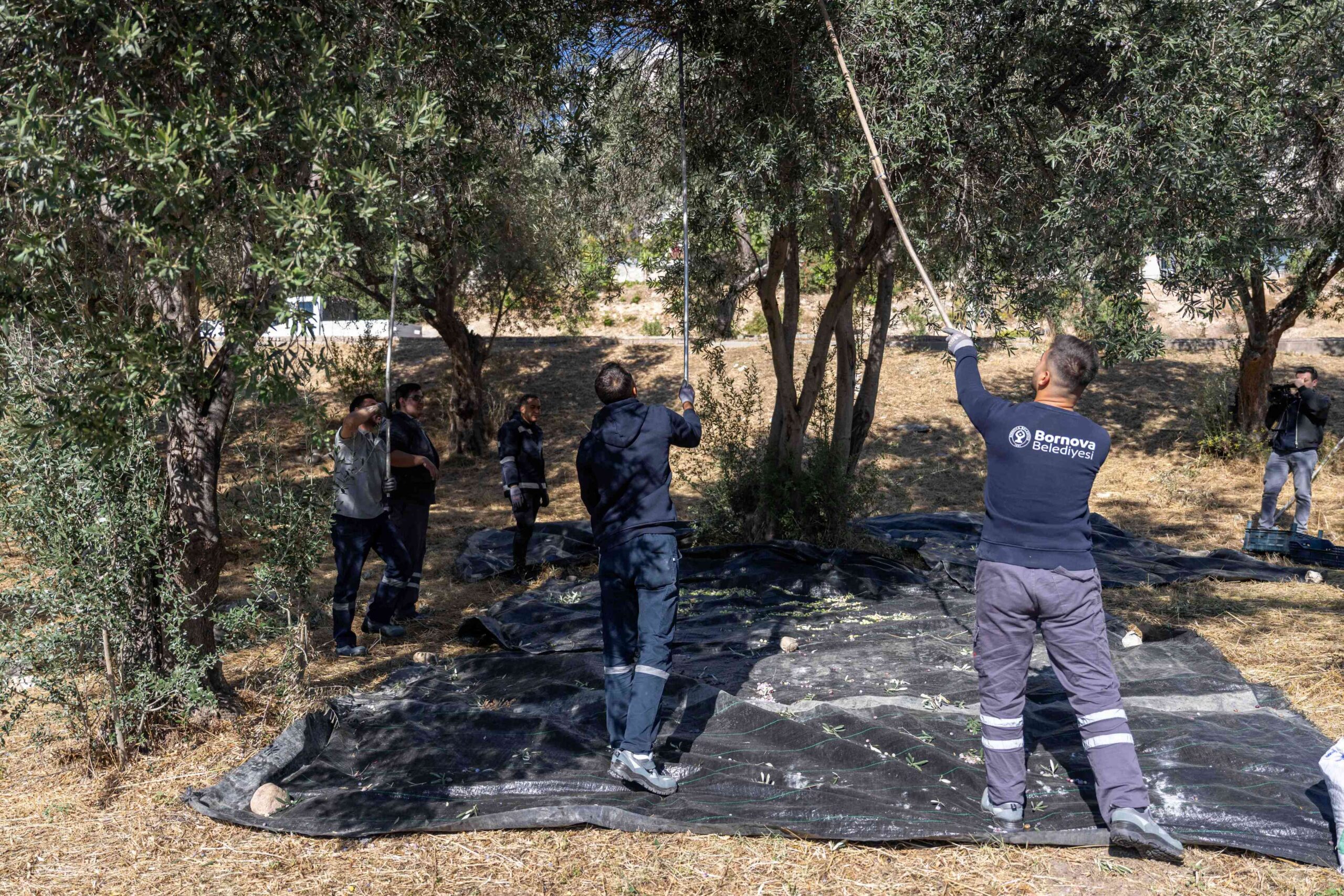 Bornova Belediyesi, ilçenin park ve rekreasyon alanlarında bulunan yüzlerce zeytin