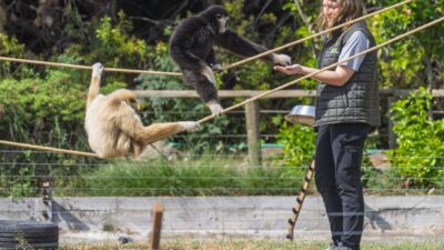Darıca’daki özel hayvanat bahçesinin kapanmasının ardından İzmir Doğal Yaşam Parkı’na