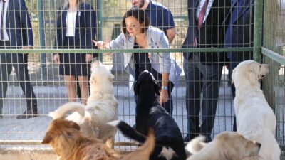 Karabağlar Belediyesi, ilçe sınırlarında yaşayan hasta ve yaralı kedi-köpeklerin tedavi